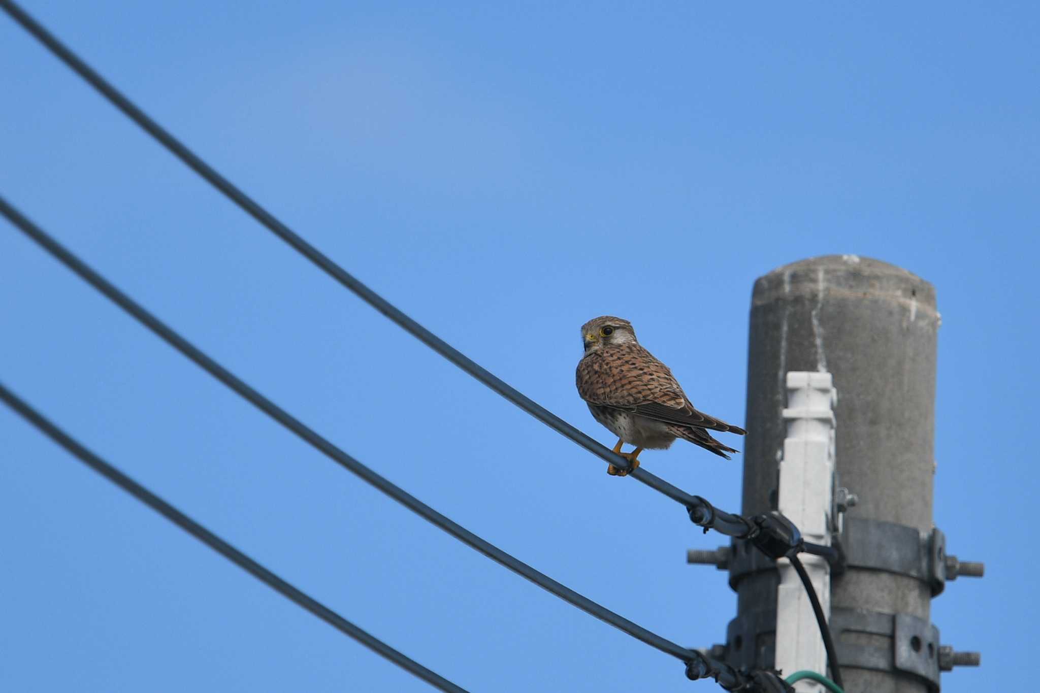 Common Kestrel