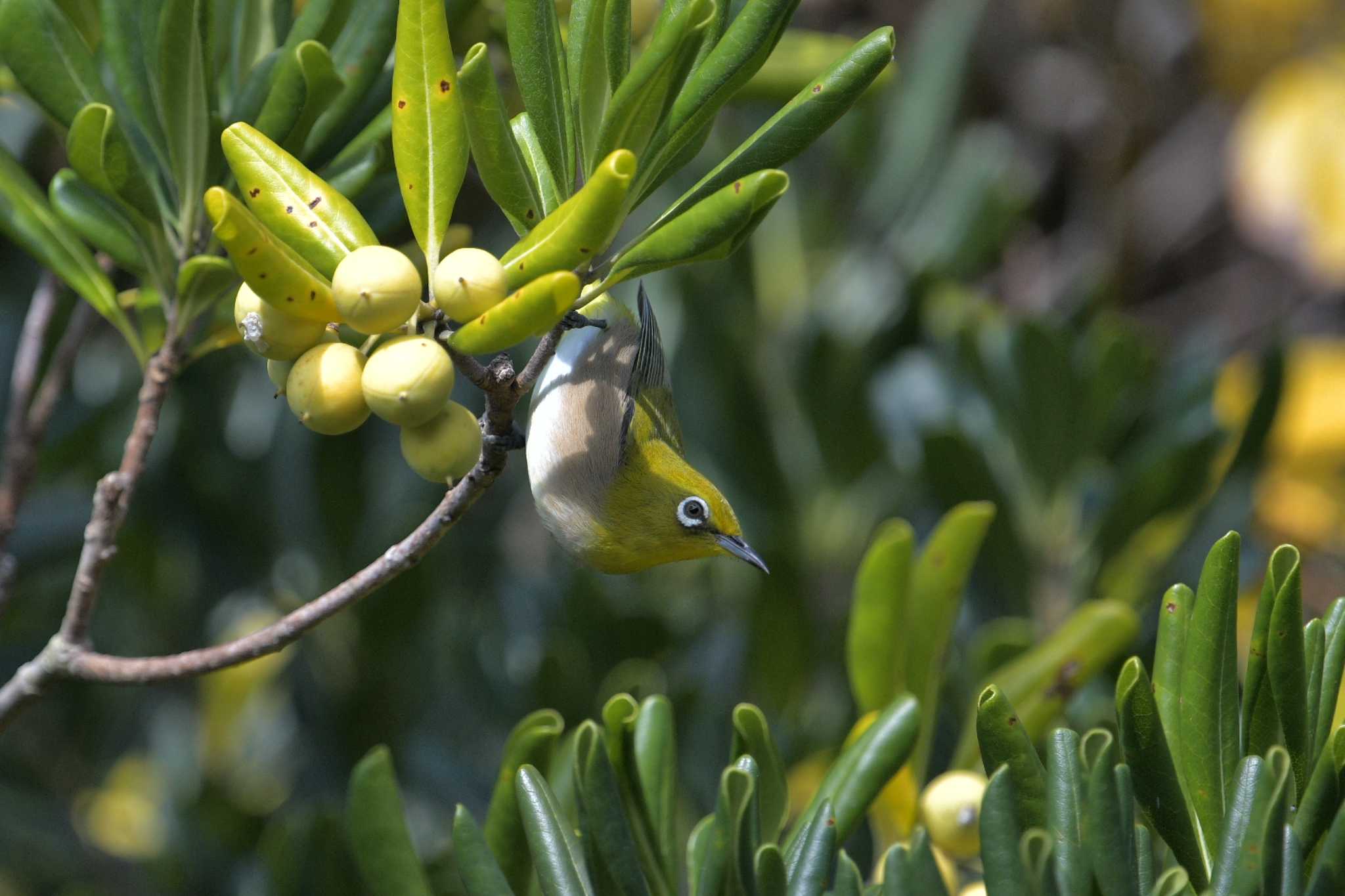 Warbling White-eye