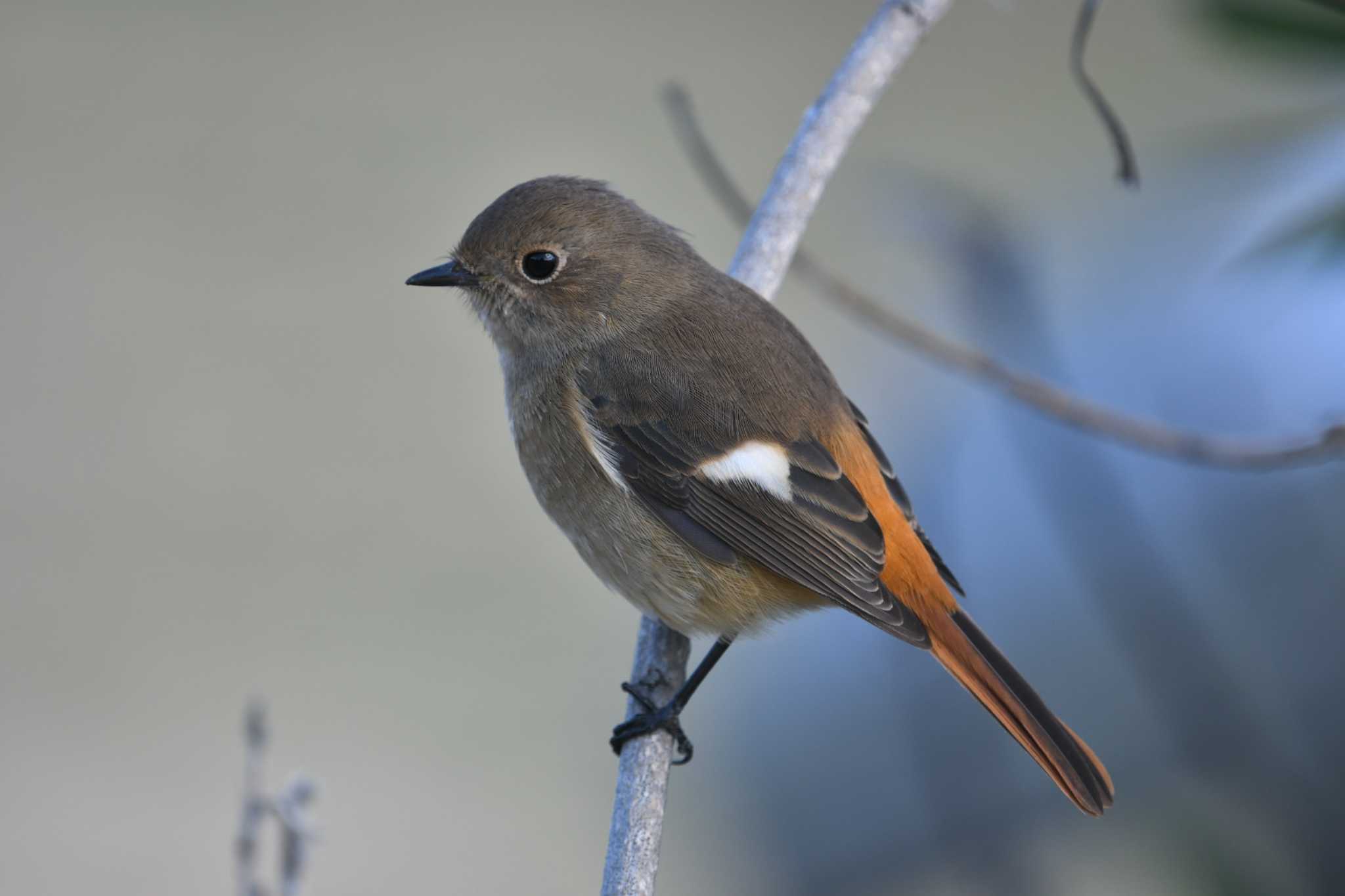 Daurian Redstart