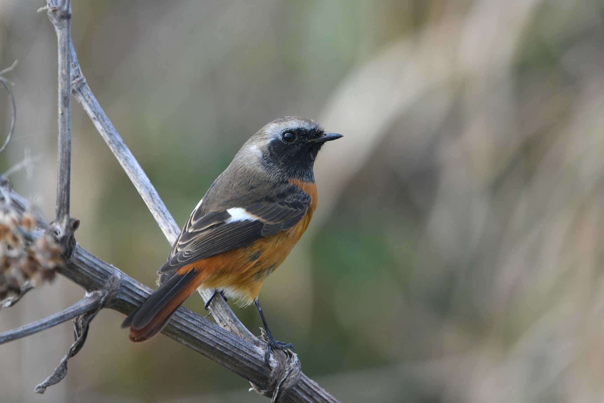 Daurian Redstart