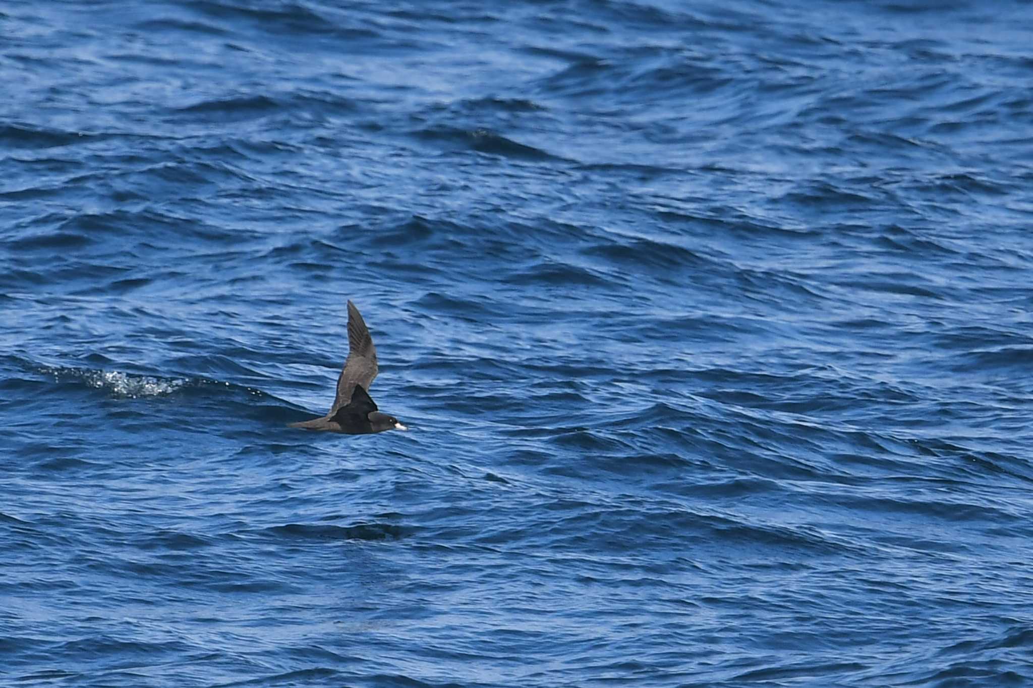 Flesh-footed Shearwater