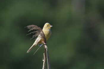 2021年11月5日(金) 舳倉島の野鳥観察記録