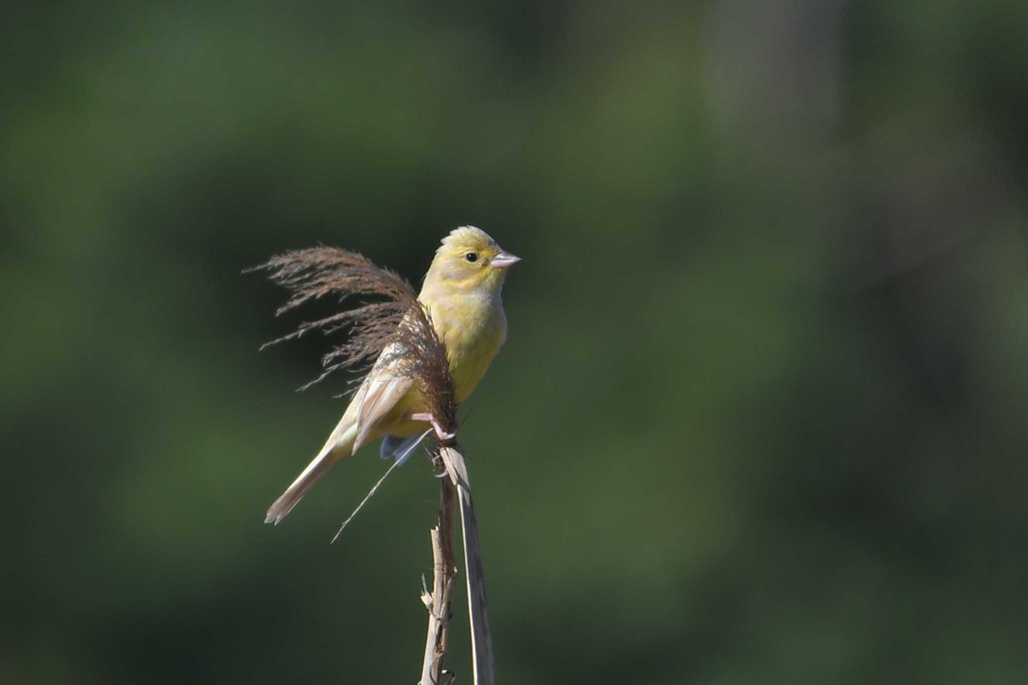 Masked Bunting