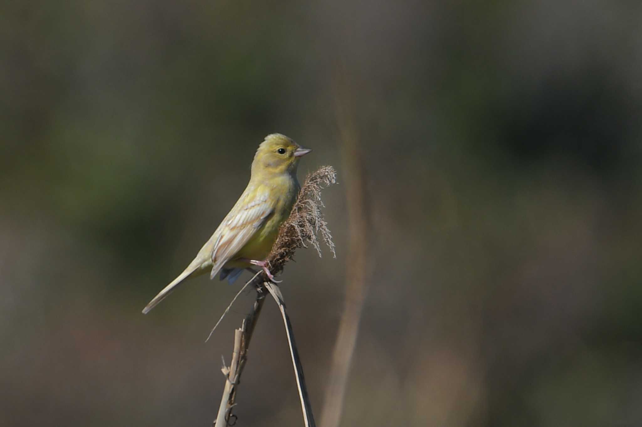 Masked Bunting