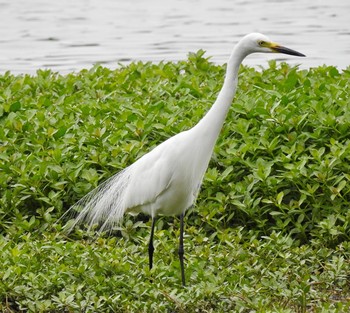 チュウサギ 兵庫県伊丹市 2017年5月16日(火)