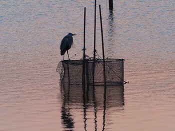 2021年11月20日(土) 伊佐沼の野鳥観察記録