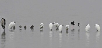 2021年11月22日(月) 伊佐沼の野鳥観察記録