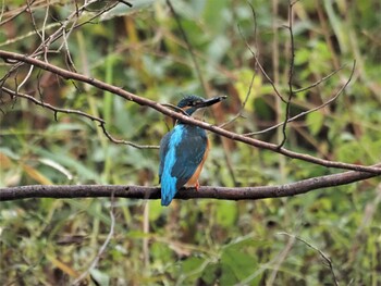 カワセミ 水元公園 2021年11月22日(月)