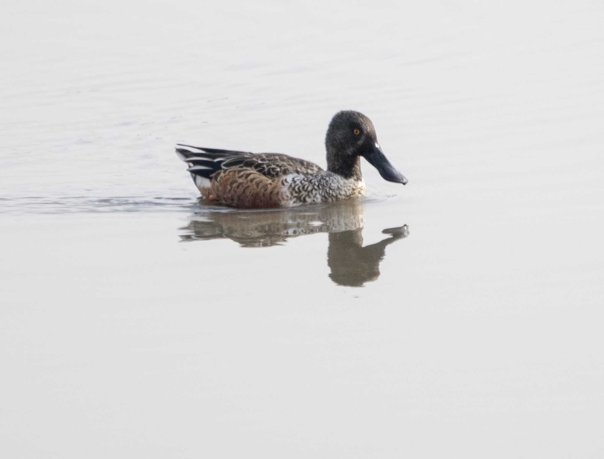 Photo of Northern Shoveler at 草津下物 by C君