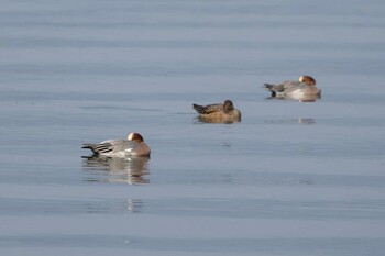 Eurasian Wigeon 草津下物 Sun, 11/21/2021