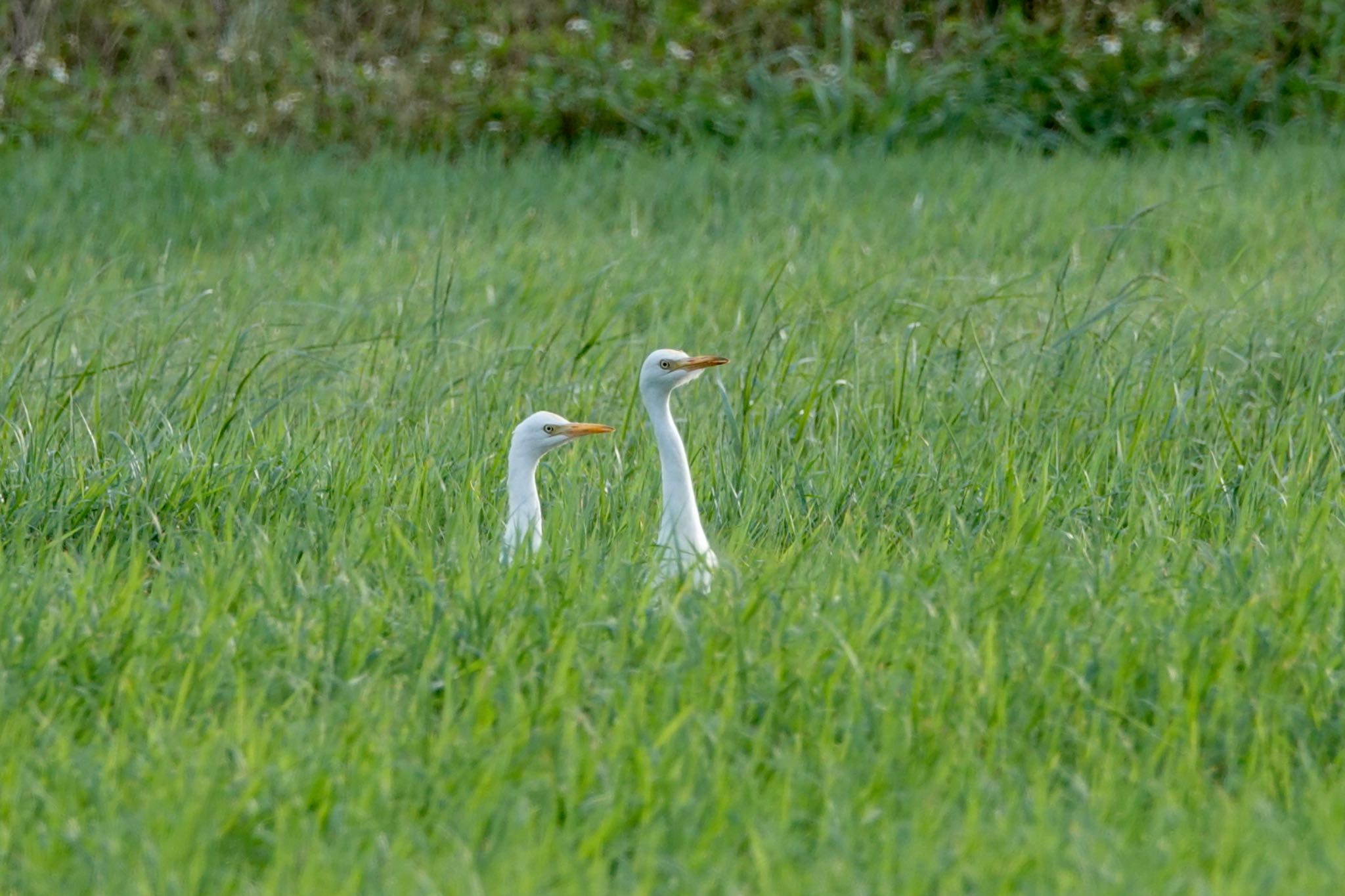 アマサギ