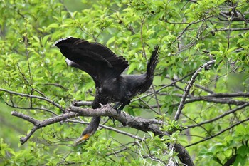 カワウ 石神井公園 2017年5月15日(月)