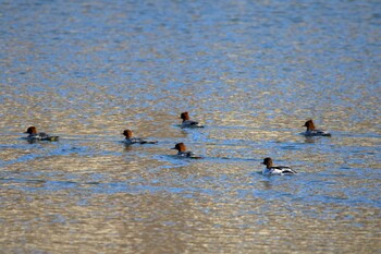 2021年11月20日(土) 長野県の野鳥観察記録