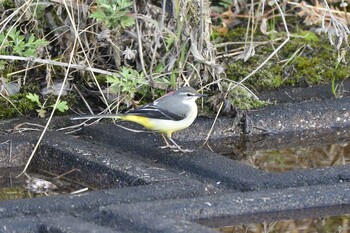 2021年11月23日(火) 愛知県豊田市逢妻女川の野鳥観察記録