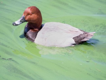 Common Pochard くつわ堰 Sun, 4/30/2017