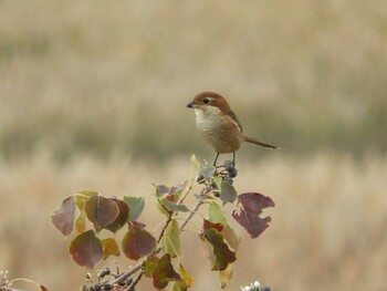 モズ 大阪南港野鳥園 2021年11月21日(日)