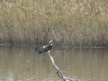 ミサゴ 大阪南港野鳥園 2021年11月21日(日)