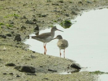 Sun, 11/21/2021 Birding report at Osaka Nanko Bird Sanctuary