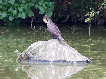 2017年5月1日(月) 菖蒲園の野鳥観察記録