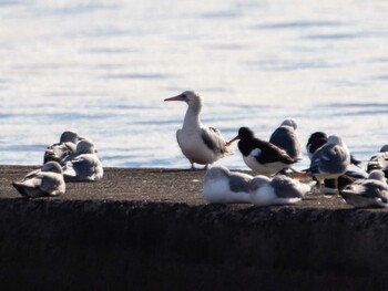 2021年11月23日(火) ふなばし三番瀬海浜公園の野鳥観察記録