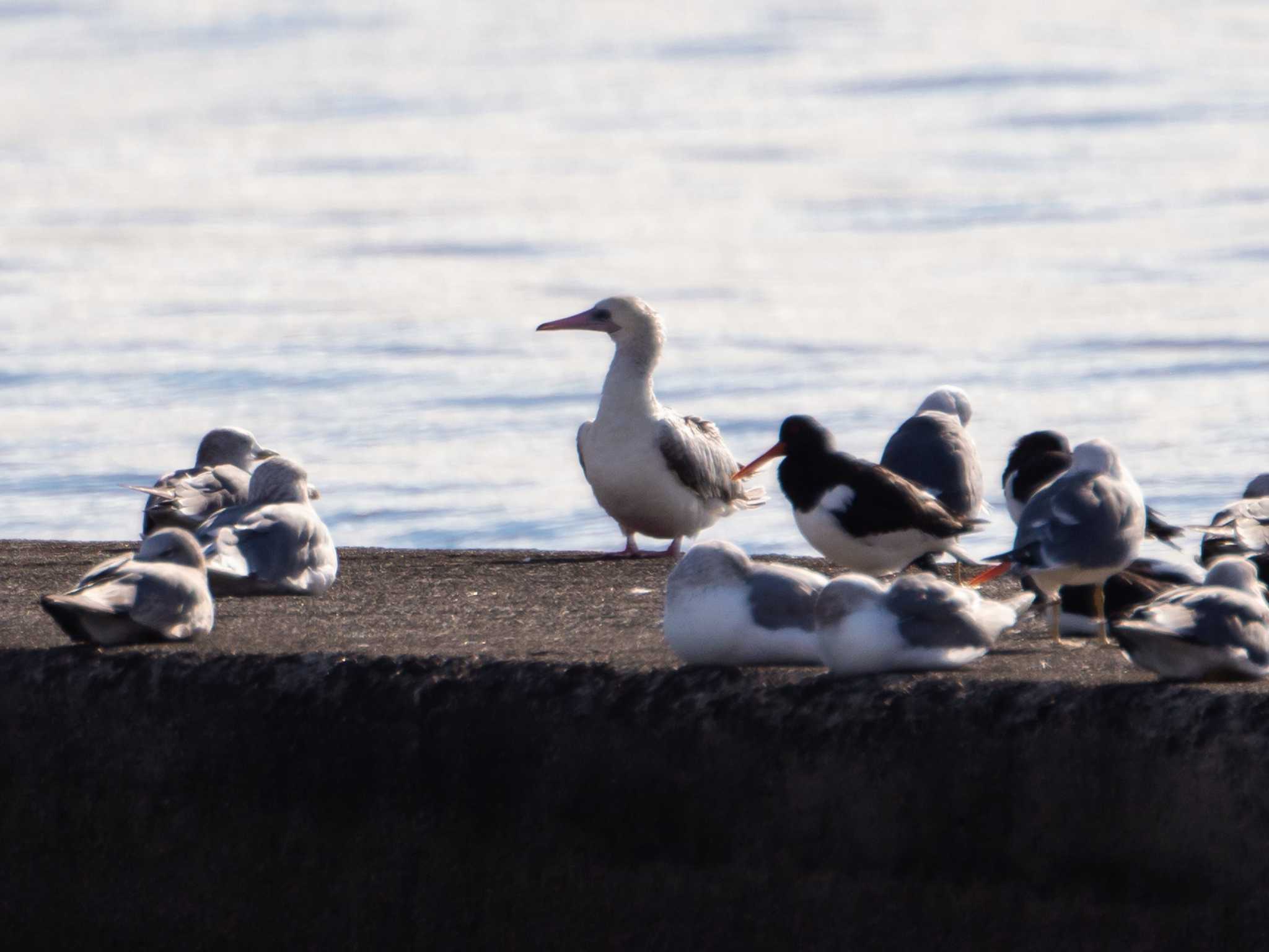 ふなばし三番瀬海浜公園 アカアシカツオドリの写真 by ふなきち