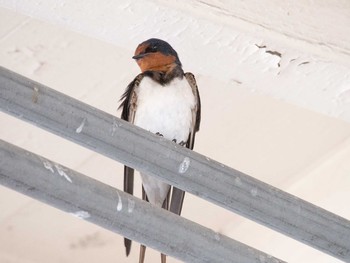 Barn Swallow 衣笠駅 Wed, 5/3/2017