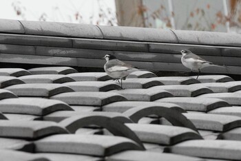 White Wagtail 檜町公園(東京ミッドタウン) Mon, 11/22/2021