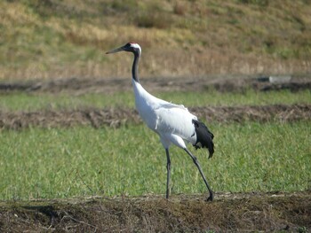 2021年11月23日(火) 舞鶴遊水地の野鳥観察記録