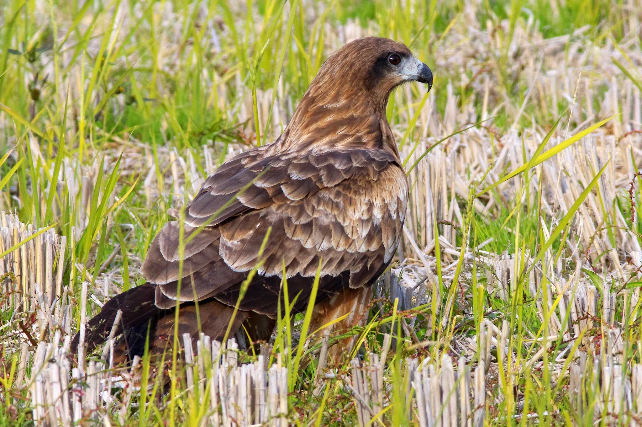 湖北水鳥センター トビの写真 by KERON