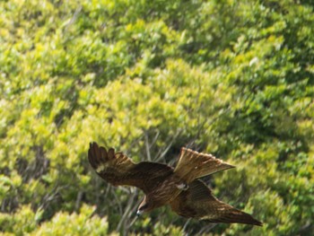 Black Kite 南郷上ノ山公園 Thu, 5/4/2017