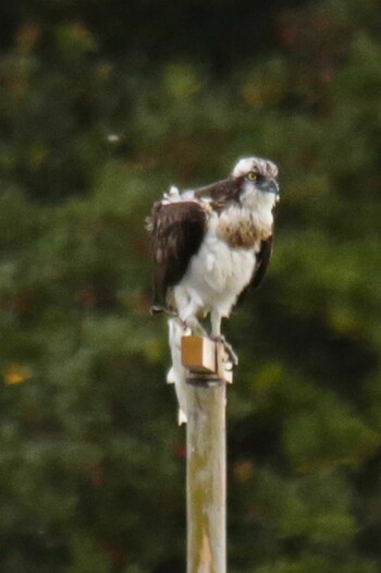 Osprey 山口県立きらら浜自然観察公園 Tue, 11/23/2021