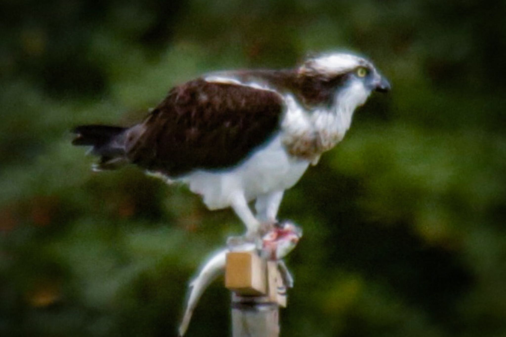 Photo of Osprey at 山口県立きらら浜自然観察公園 by たけ隊長