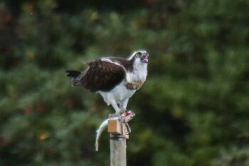 Osprey 山口県立きらら浜自然観察公園 Tue, 11/23/2021