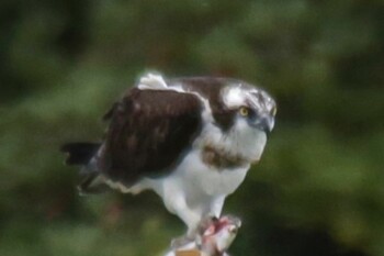 Osprey 山口県立きらら浜自然観察公園 Tue, 11/23/2021