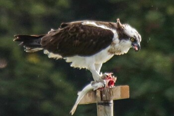 ミサゴ 山口県立きらら浜自然観察公園 2021年11月23日(火)