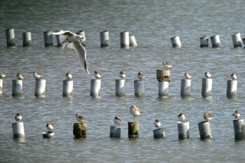 ハマシギ 山口県立きらら浜自然観察公園 2021年11月23日(火)