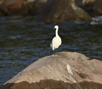 Little Egret 横浜金沢区内 Tue, 11/23/2021