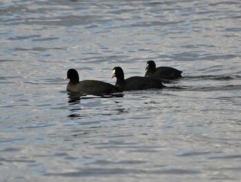 Eurasian Coot 横浜金沢区内 Tue, 11/23/2021