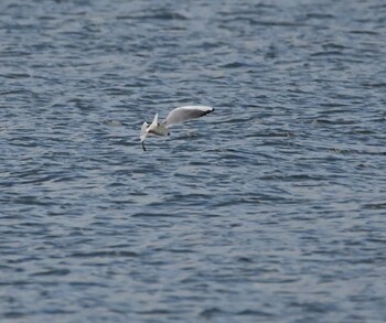 Black-headed Gull 横浜金沢区内 Tue, 11/23/2021