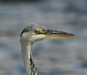 Grey Heron 横浜金沢区内 Tue, 11/23/2021