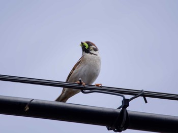 Eurasian Tree Sparrow 逗子市 Sat, 5/6/2017