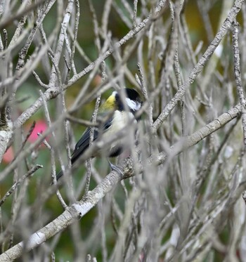 Japanese Tit 横浜金沢区内 Tue, 11/23/2021