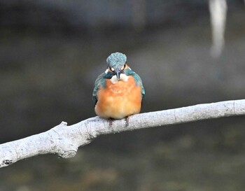 Common Kingfisher 横浜金沢区内 Tue, 11/23/2021