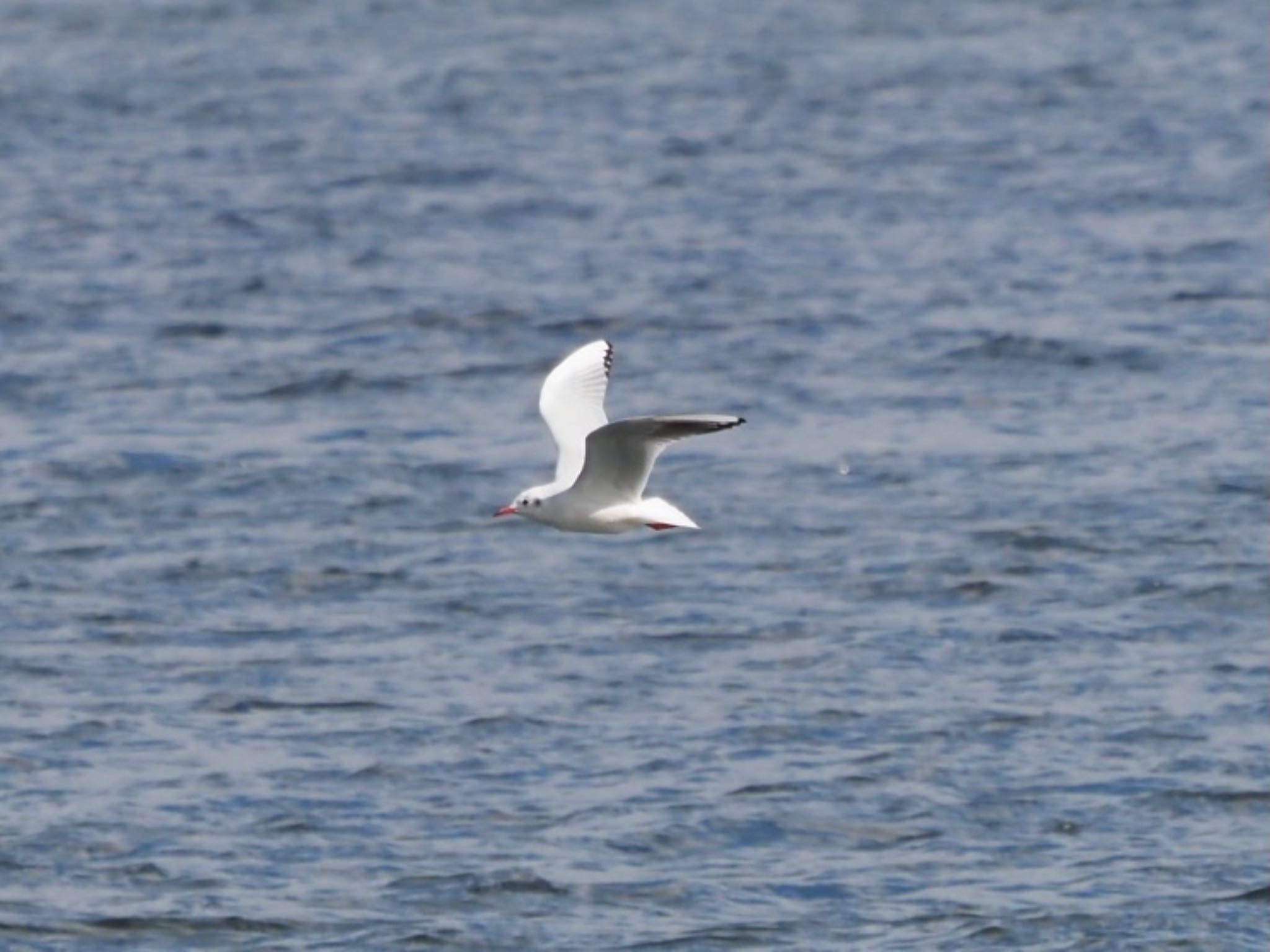 Black-headed Gull