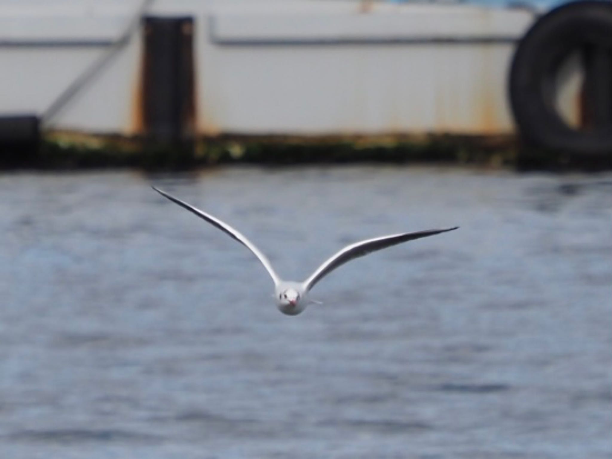 Black-headed Gull