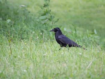 ハシボソガラス 池子の森自然公園 2017年5月6日(土)