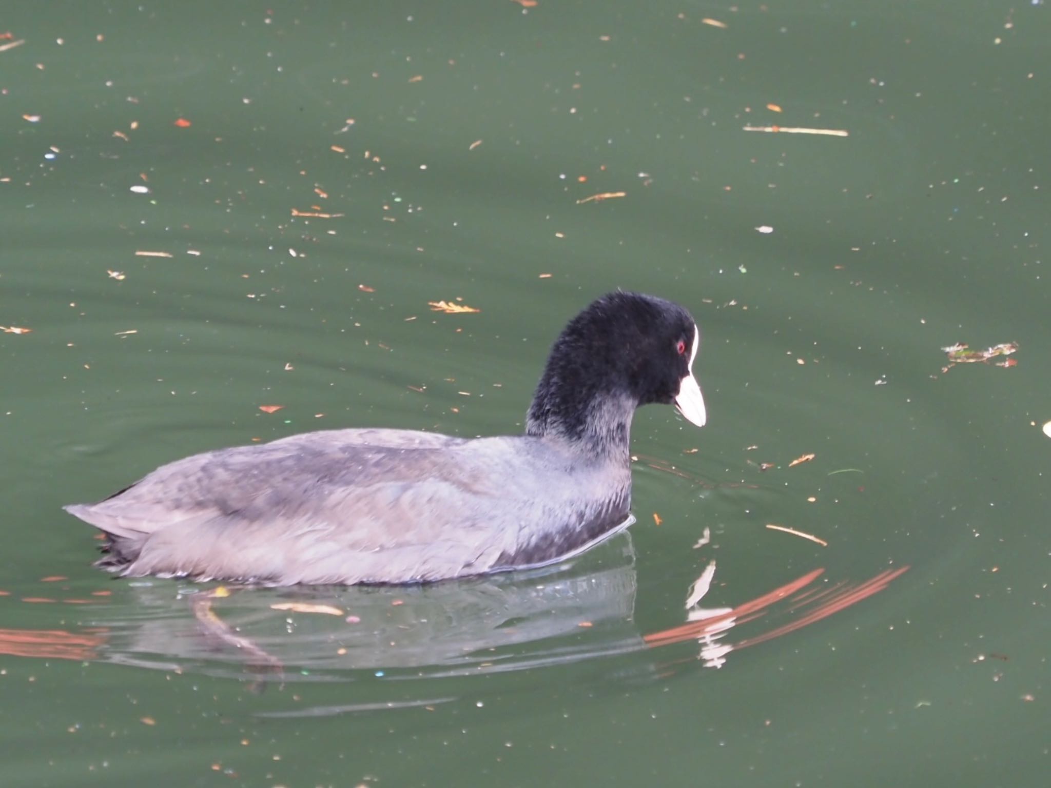 Eurasian Coot