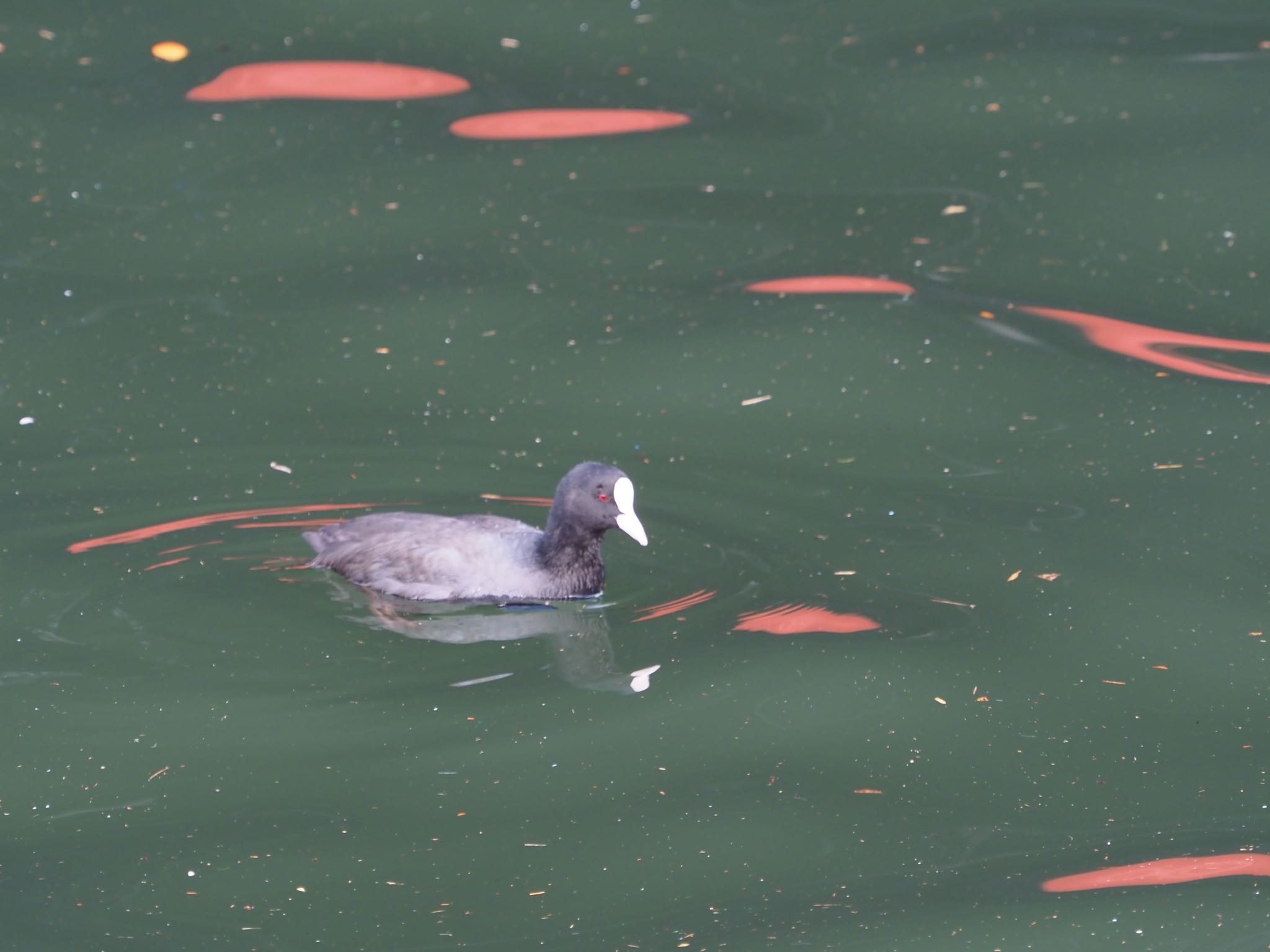 Eurasian Coot