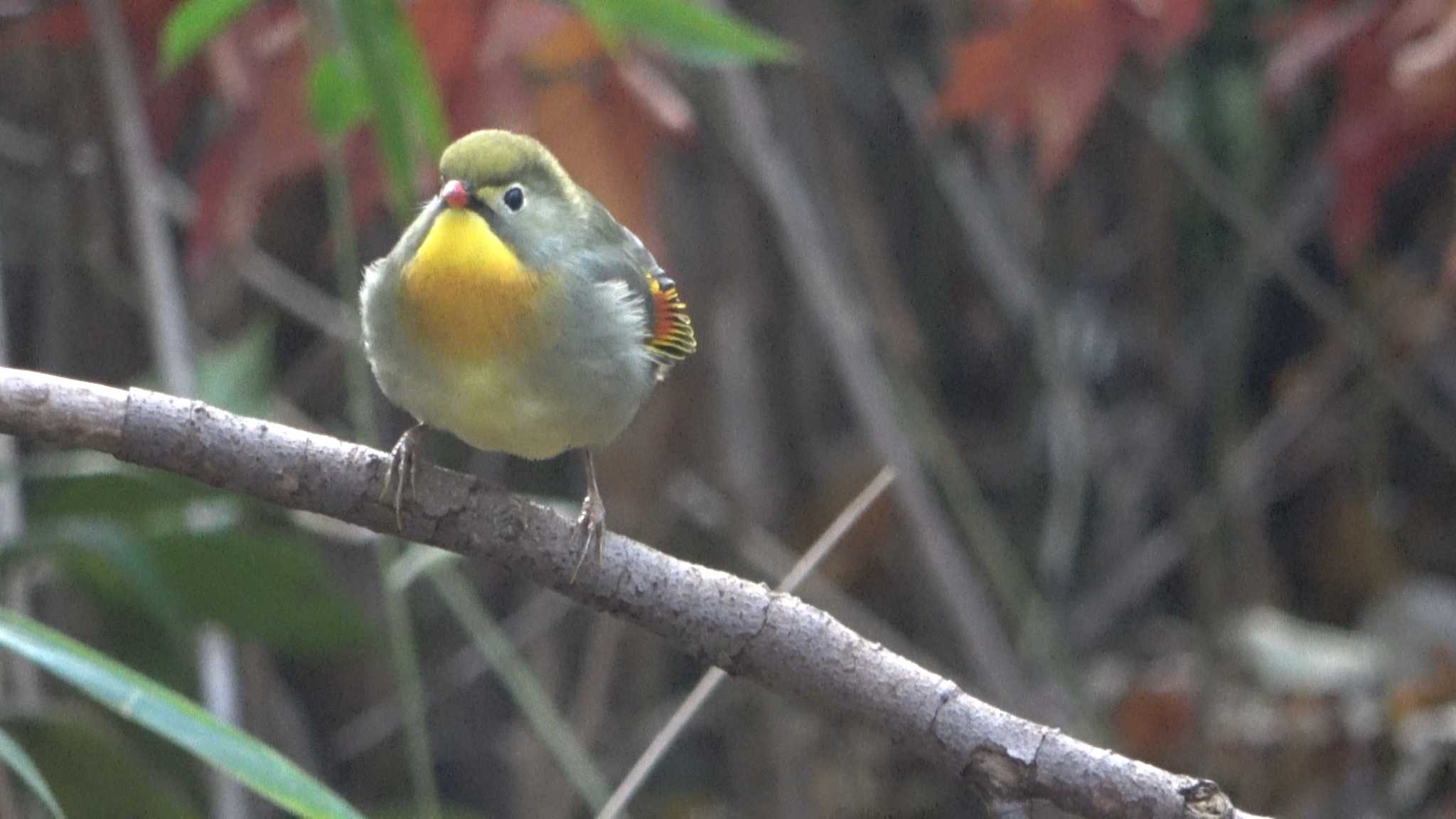 ソウシチョウ