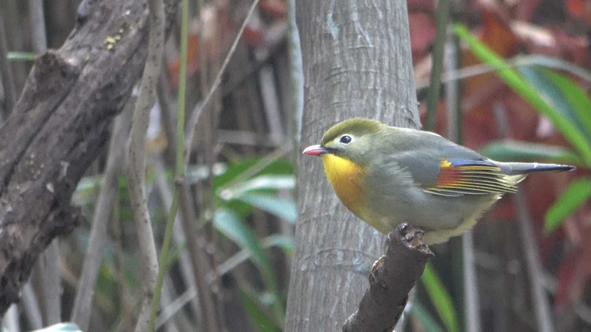 ソウシチョウ